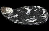 Teardrop Fossil Goniatite Dish - Stoneware #62440-1